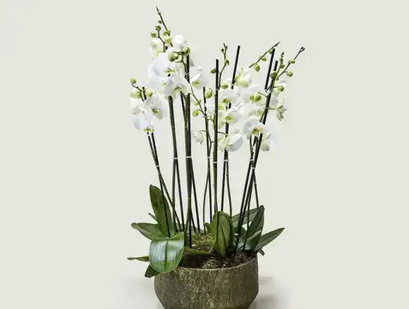 Leticia Patisserie dekorasyon ve atmosfer